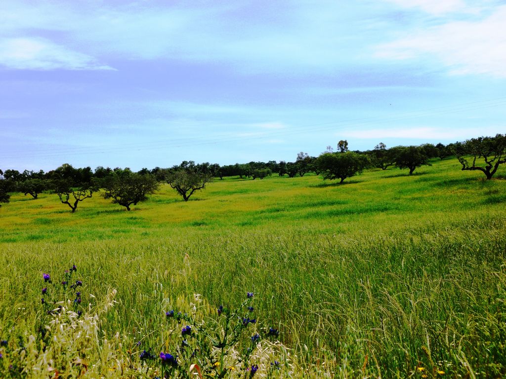 Herdade